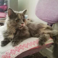 گربه پیدا شده|حیوانات|قزوین, |دیوار