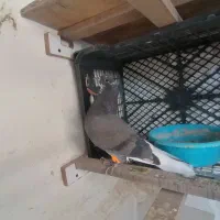 جوجه کفتر غریب پیدا شده