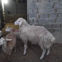 قوچ|حیوانات مزرعه|شیروان (خراسان), |دیوار