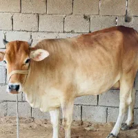 گاو آغوس و گوساله نر