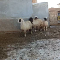 بره ماده، کاور ما سنجابی
