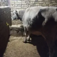 فروش گاوگوساله