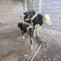 گاو داشتی|حیوانات مزرعه|میناب, |دیوار