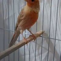 ماده قناری آماده اوپال سینه سرخ