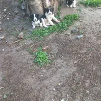 سگ پاکوتاه همه ماده دانه ای 2میلیون