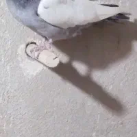 .سینه سبز|پرنده|شیراز, دینکان|دیوار