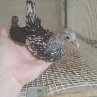 یک عدد جوجه سبرایت دوماهه