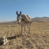 خر ماده
