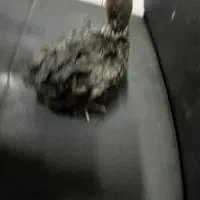 جوجه پا پری نژاد دار