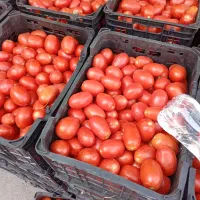 گوجه ربی