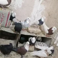 نر مایه طوقی