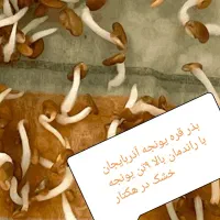 بذر قره یونجه آذربایجان با راندمان بالا|خدمات باغبانی و درختکاری|اهواز, آریاشهر|دیوار