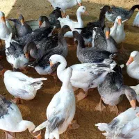 غاز محلی جوان