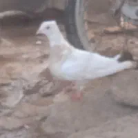 طوقی صرب کفتر کله سینه نقش رنگی|پرنده|خانمیرزا, |دیوار