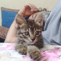 بچه گربه های DSH
