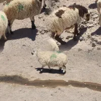 تعدادی گوسفند سربیشه