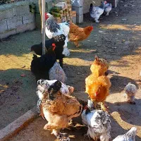 تخم نطفه دار برهما|حیوانات مزرعه|قائم‌شهر, |دیوار