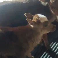 گوساله شیری|حیوانات مزرعه|حمیدیه, |دیوار