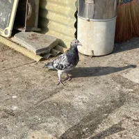 سار هفترنگ کرمانی ابلغ سرور سبز کله هما آلمانی