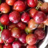 هلوژه ی محلی