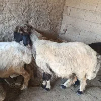بره ماده بختیاری
