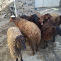 کاور سالم نر