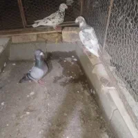 کفتر آلمانی ناجلد