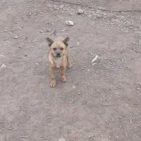 سگ پاکوتاه|سگ|شوط, |دیوار