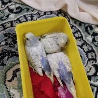 مرغ عشق|پرنده|باقرشهر, |دیوار