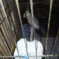 مولد با جوجه   تخم  ب بیشترین پیشنهاد فروخته میشه|پرنده|سنگر, |دیوار