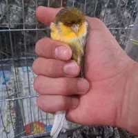 قناری جفت کرست|پرنده|اصفهان, نقش جهان|دیوار