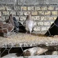 دو عدد ماده