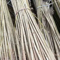 بزرگترین تخصصی انواع نهال ها