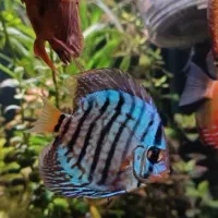 ماهی دیسکس|ماهی|مشهد, ایثار|دیوار