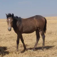 نریان