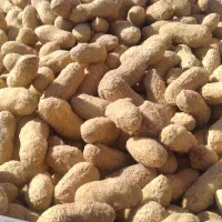 بادام زمینی با پوست(حراج)|عمده‌فروشی|بندر ماهشهر, |دیوار