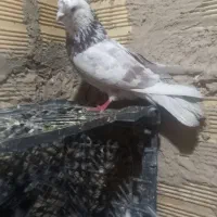 معاوزه کفتر نر با ماده|پرنده|کرج, انبار مپنا|دیوار