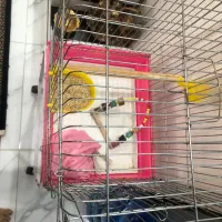 قفس عروس هلندی|لوازم جانبی حیوانات|تهران, خاک سفید|دیوار