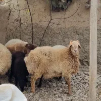 بره نر قوچی|حیوانات مزرعه|آشخانه, |دیوار