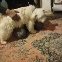 سگ خانگی|سگ|همدان, |دیوار