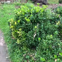 فروش شمشاد ۴ساله