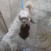 سگ خونگی|سگ|بروجرد, |دیوار