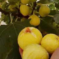 نهال انجیر بهترین نژاد