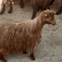 اوغلاغ ماده کوچک