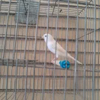 تعدادی قناری ماده سفید و سبز و سرحال