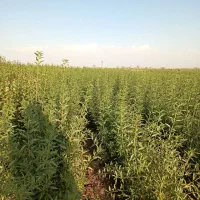 فروش نهال شندآباد تاییدیه جهاد کشاورزی