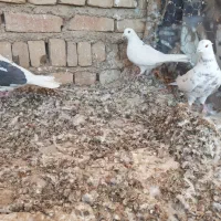 پرنده|پرنده|جوادآباد, |دیوار