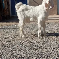 دوتا چپش نری رشتی دوقلو