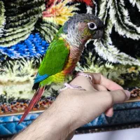 گرینچیک فول اهلی