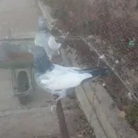 کفتر خوب با قیمت منصفانه